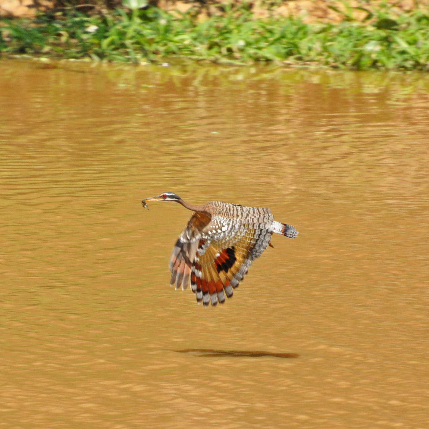 CHUCHINI ECOLOGICAL RESERVE – Birds of Bolivia