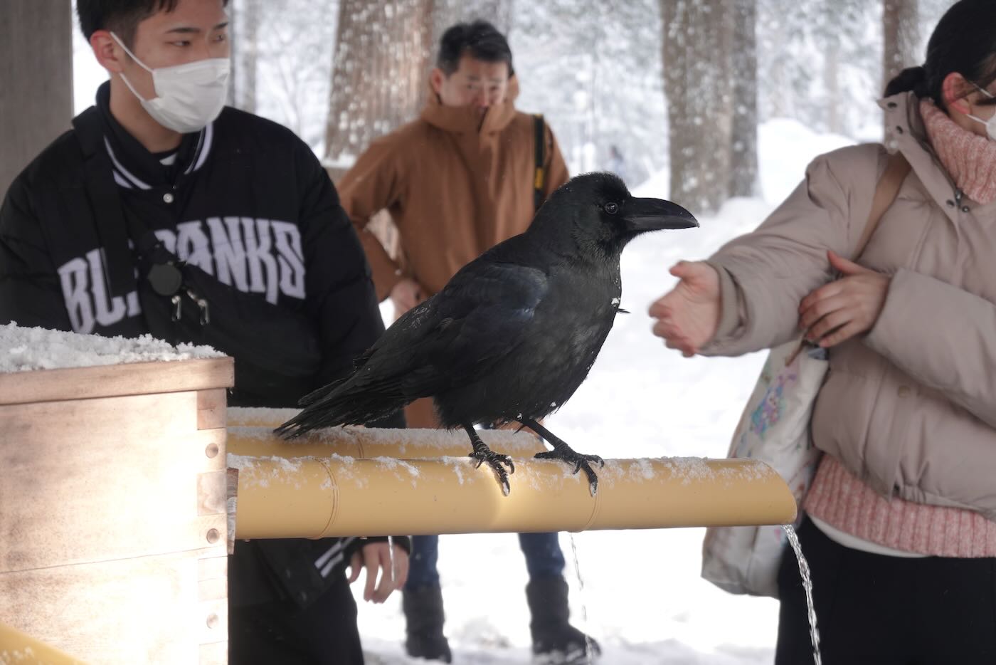 北海道景點 札幌 北海道神宮 大雪紛飛與美好晴空 - 一口冒險 Bitesized Adventure