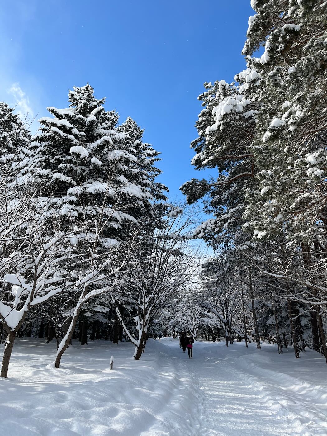 北海道景點 札幌 北海道神宮 大雪紛飛與美好晴空 - 一口冒險 Bitesized Adventure