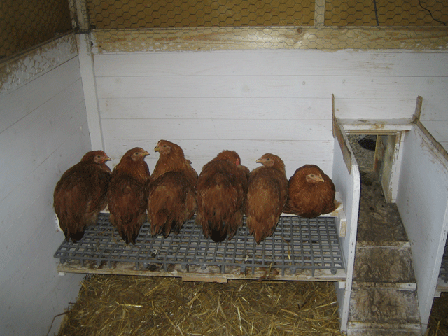 16+ Clever Hühnerstall Innen : Huehnerleiterwelten: Der Fuchs im HÃ¼hnerstall, um 1906 - Bevor du es einrichtest, streiche es innen mit streichkalk.