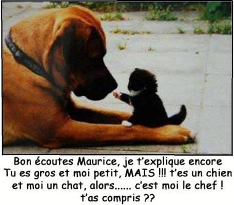 Chien Et Chat Blague Drole