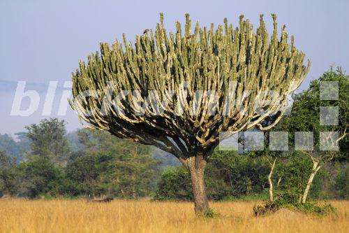 Die vielfarbige wolfsmilch euphorbia epithymoides (früher als e.polychroma bezeichnet) ist in. blickwinkel - Wolfsmilch (Euphorbia spec.), baumfoermige