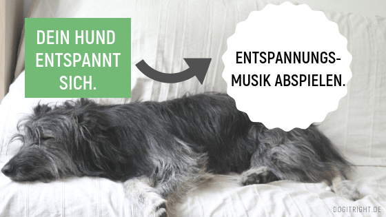 Meine große hasst den geruch von räucherstäbchen. Dufte Und Andere Dinge Zur Entspannung Beim Hund Ulrike Seumel