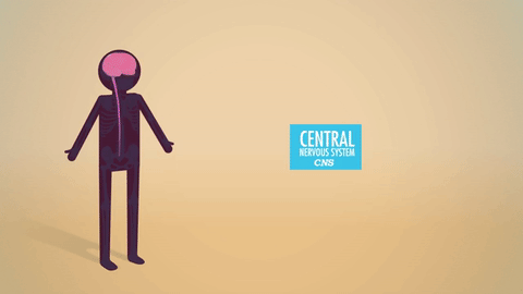 The Nervous System: Crash Course 1