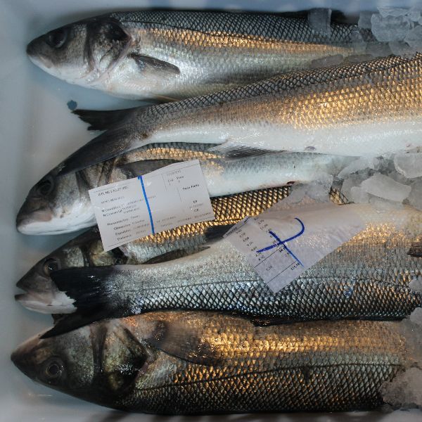 Disfruta de este excelente pescado fresco a domicilio de la mano de bocado de mar. Lubina Archivos Blog