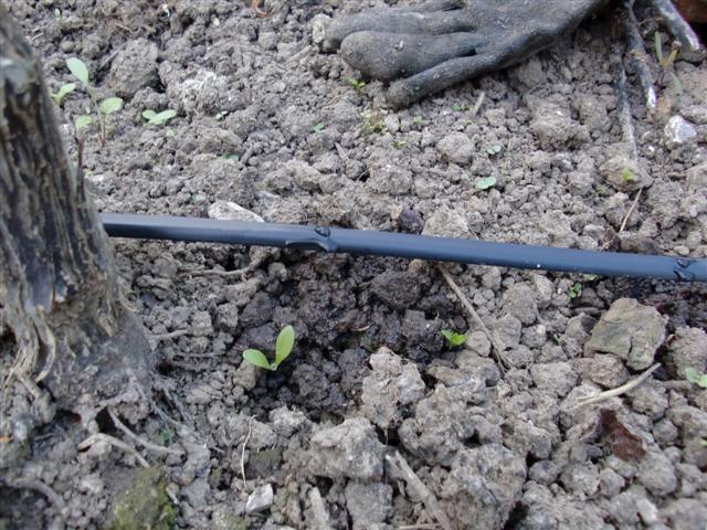 CIMG0145 (Small).JPG