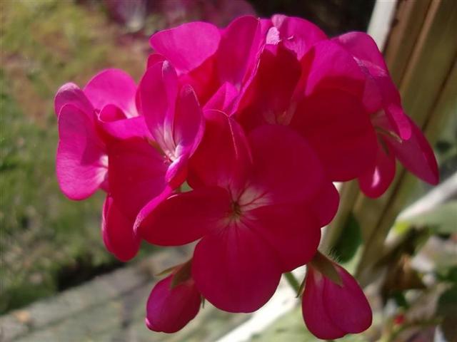 Picture 2 (Medium) (Small).jpg