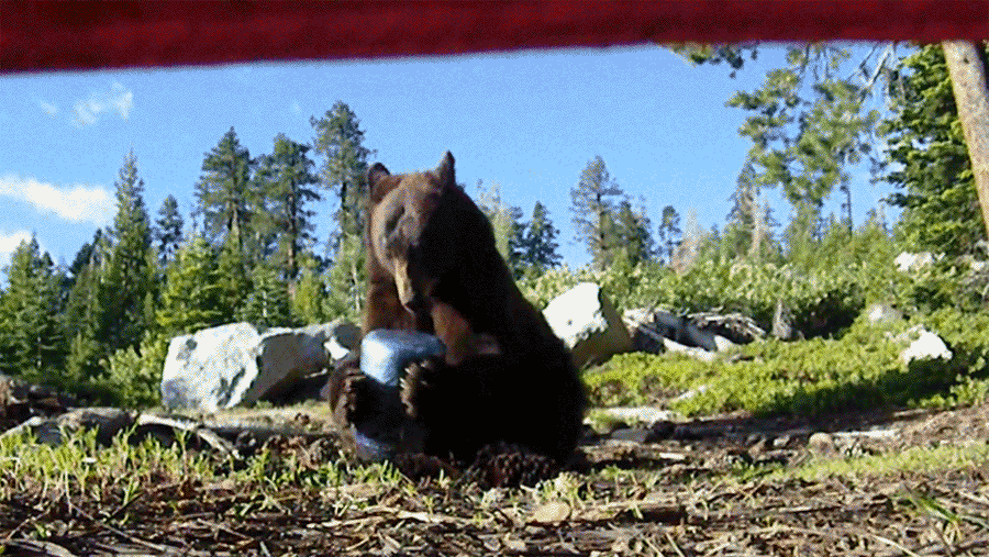 bearcan