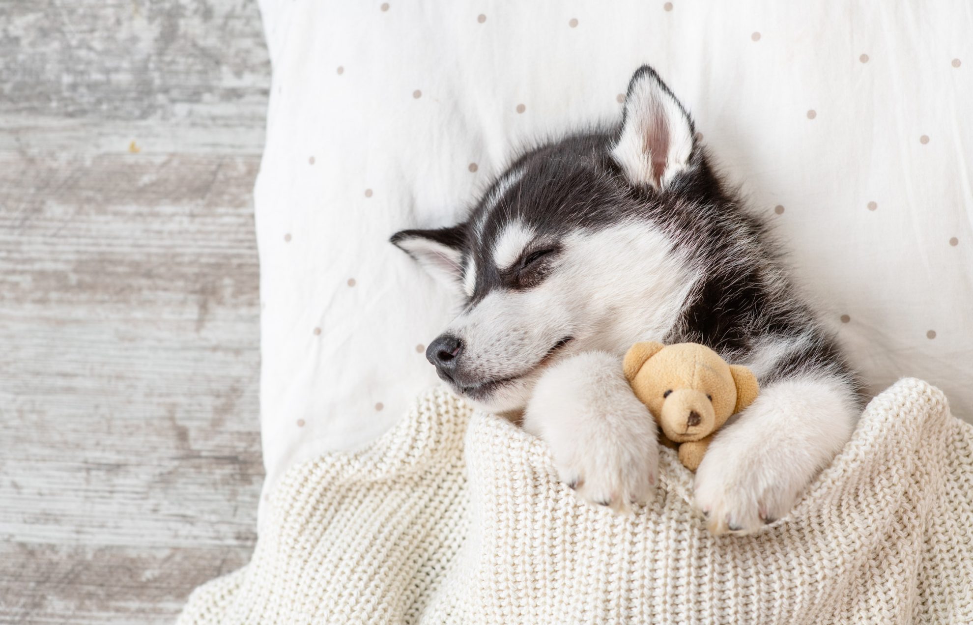 After all, it's the easiest way to get your little one from one place to another. My Puppy Husky Hd Wallpapers New Tab Mystart