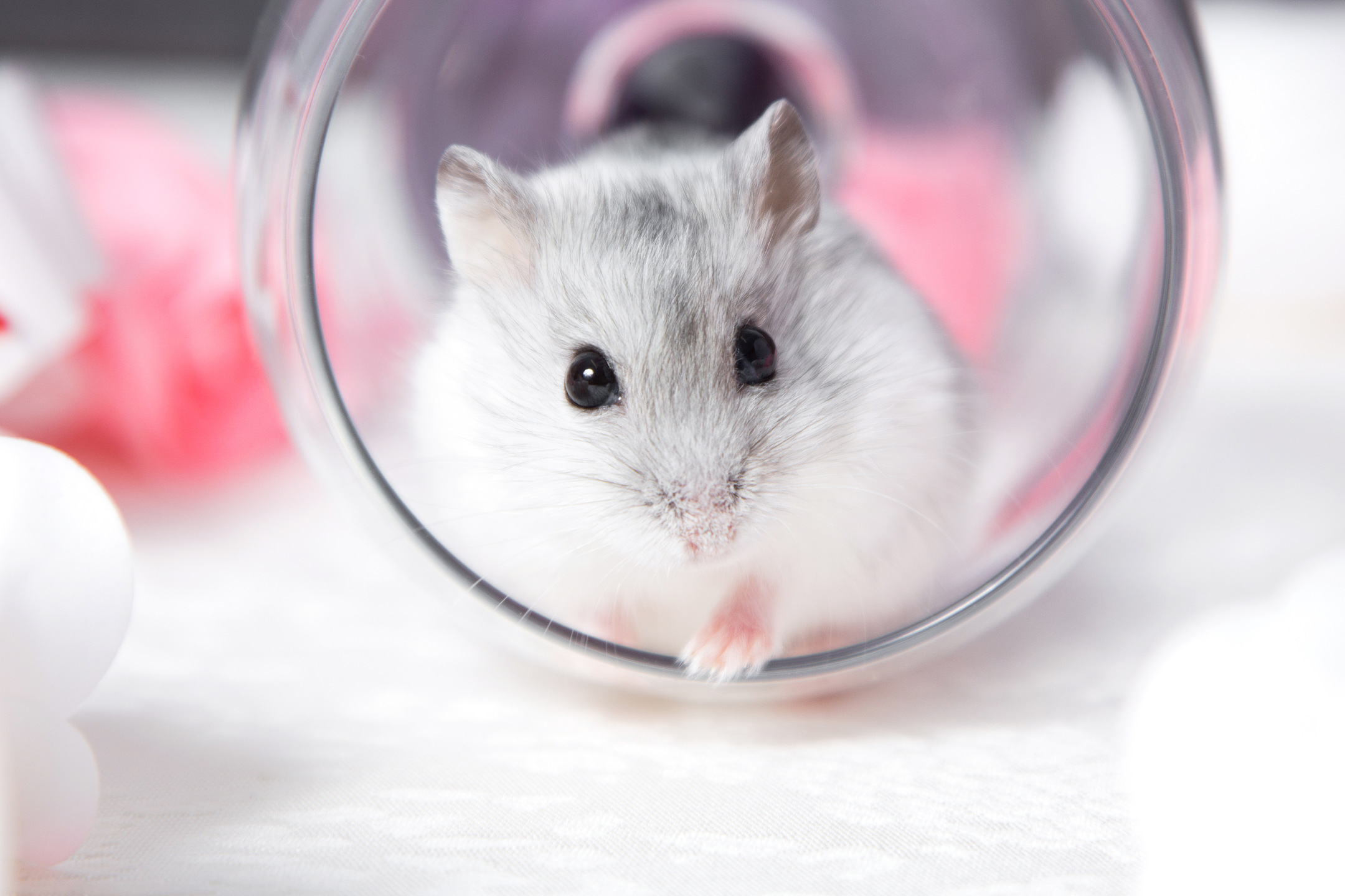 Doch welche bedürfnisse hat ein hamster . 10 Hamster Facts You Probably Didn T Know Mystart