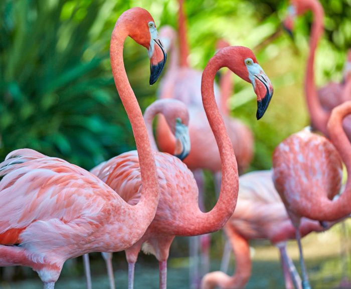 What is a flamingos diet