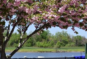 Cherry Blossoms at Bladensburg Waterfront Park