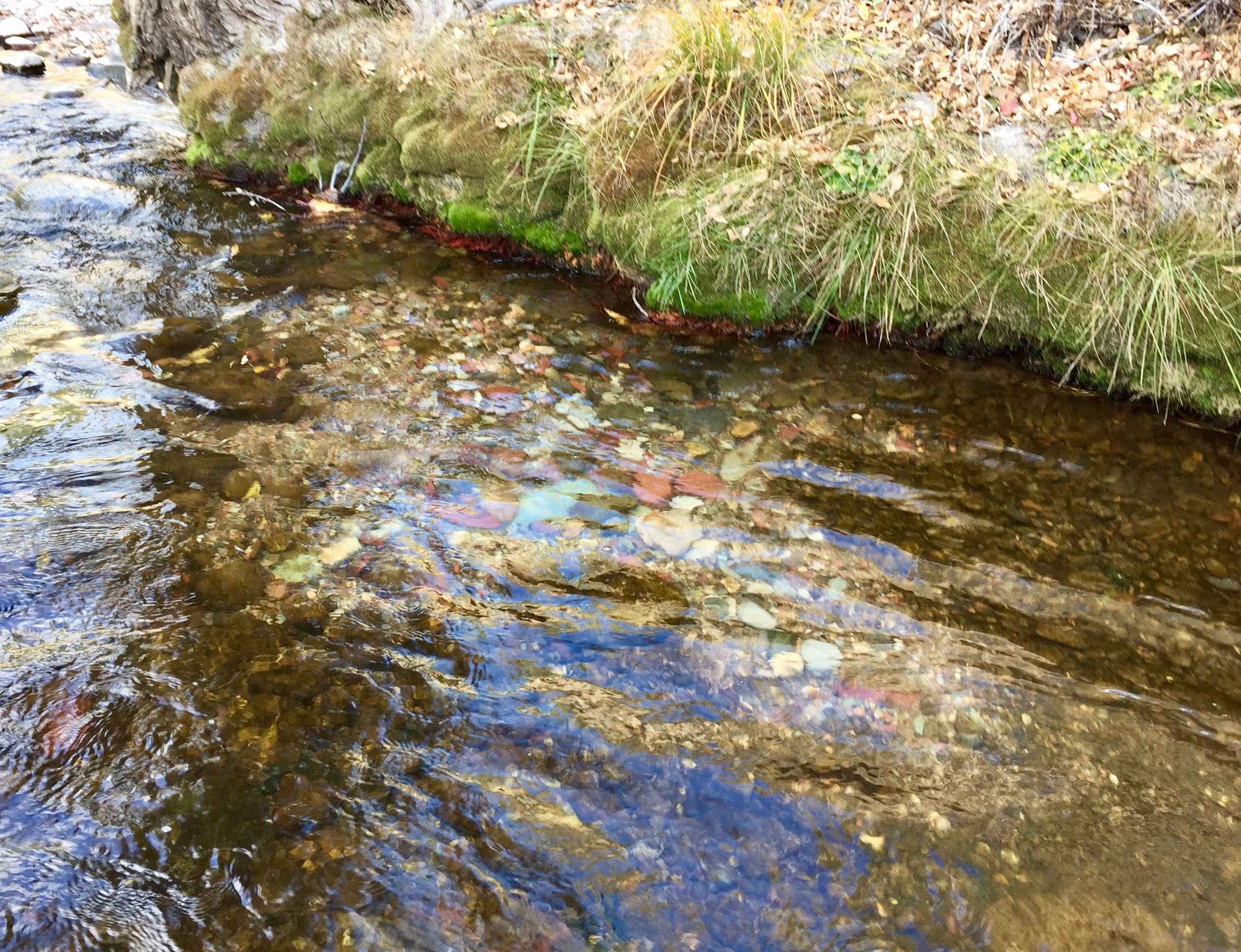 When do Trout Spawn? Colorado Spawning Summary blog