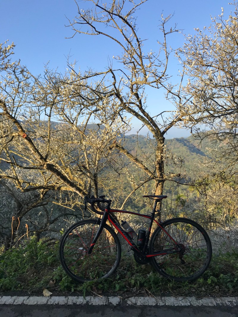 檔案_002 plumblossom_2