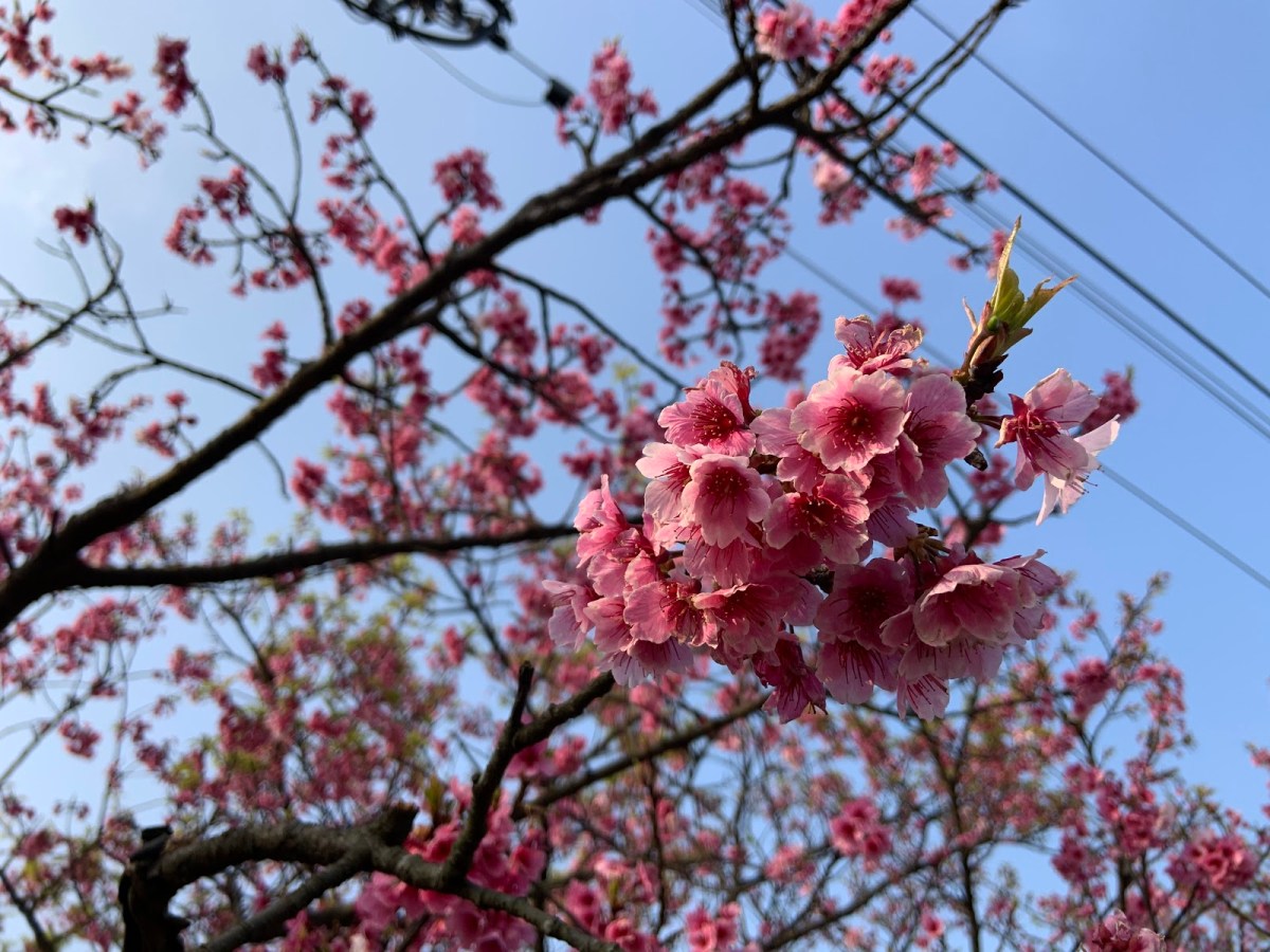 210217-11-sakura