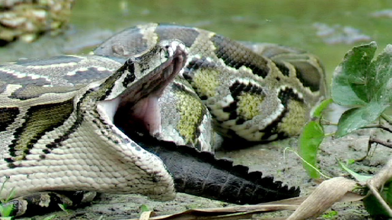 Python Eats Florida Alligator