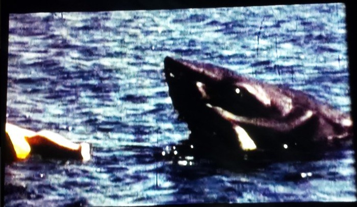 Jaws - the story behind the shot......the scene that Spielberg cut.