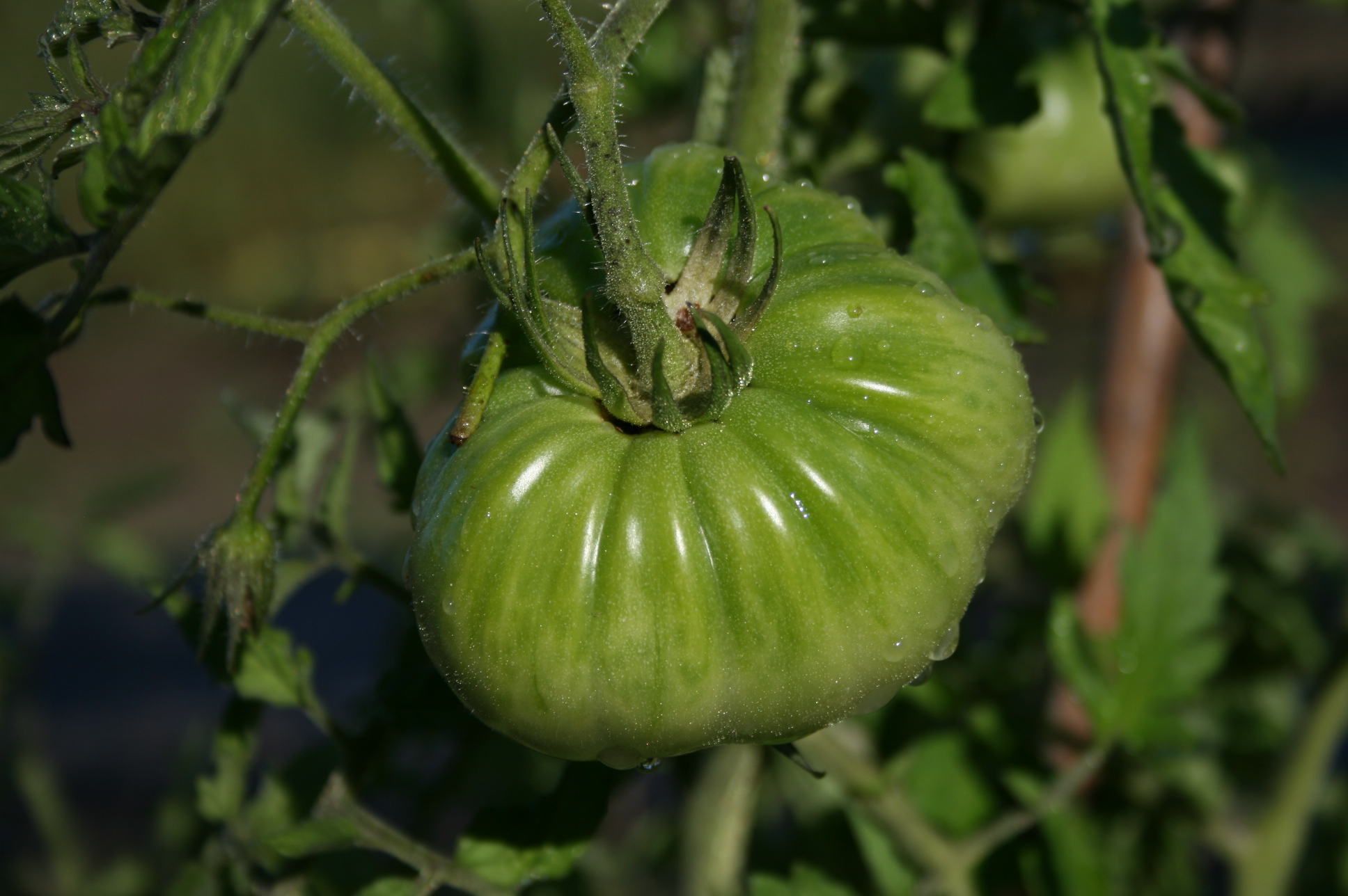 Choosing the Best Tomato Cage BloominThyme