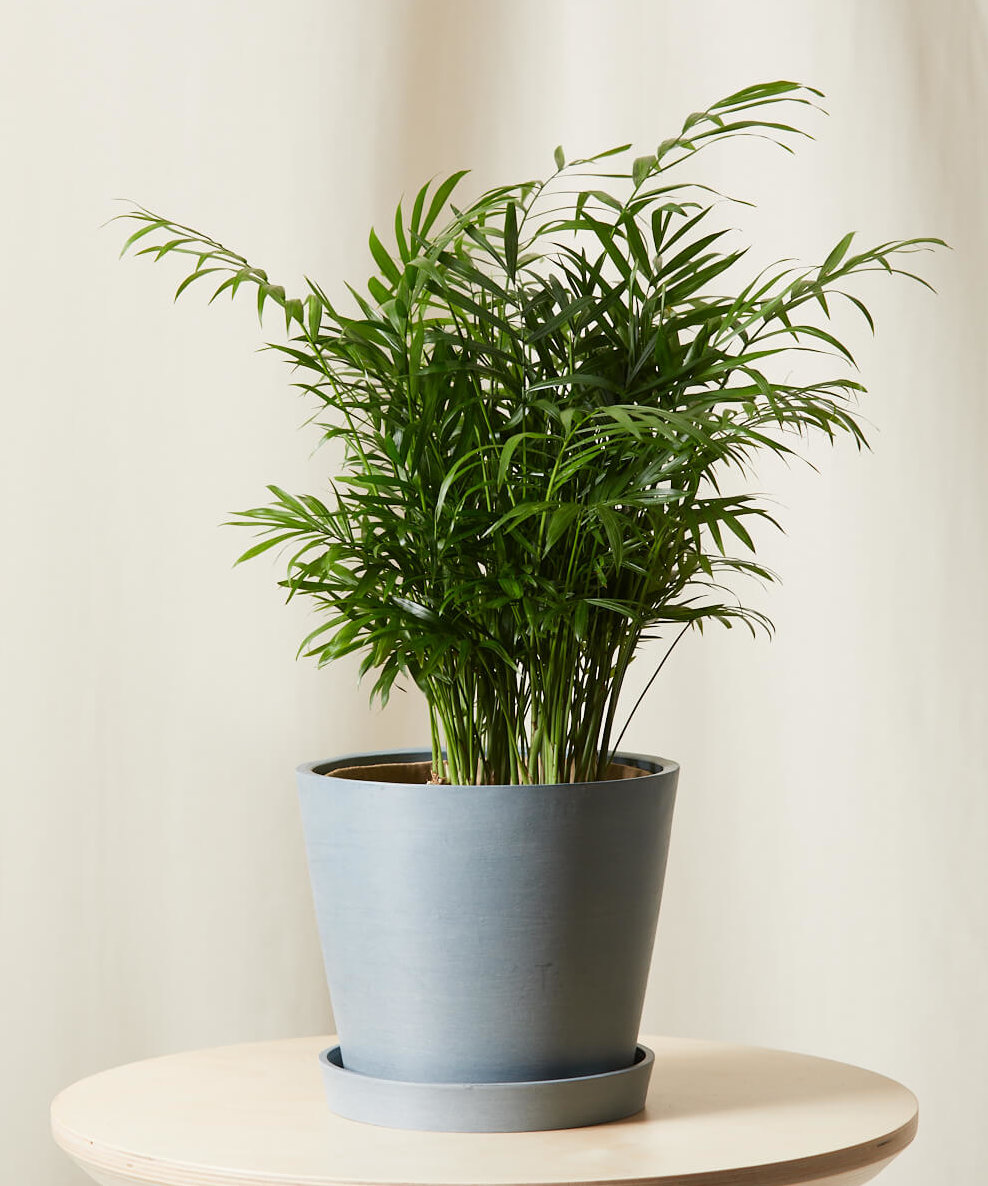 This lovely plant with deep green foliage was first discovered . Buy Potted Parlor Palm Indoor Plant Bloomscape