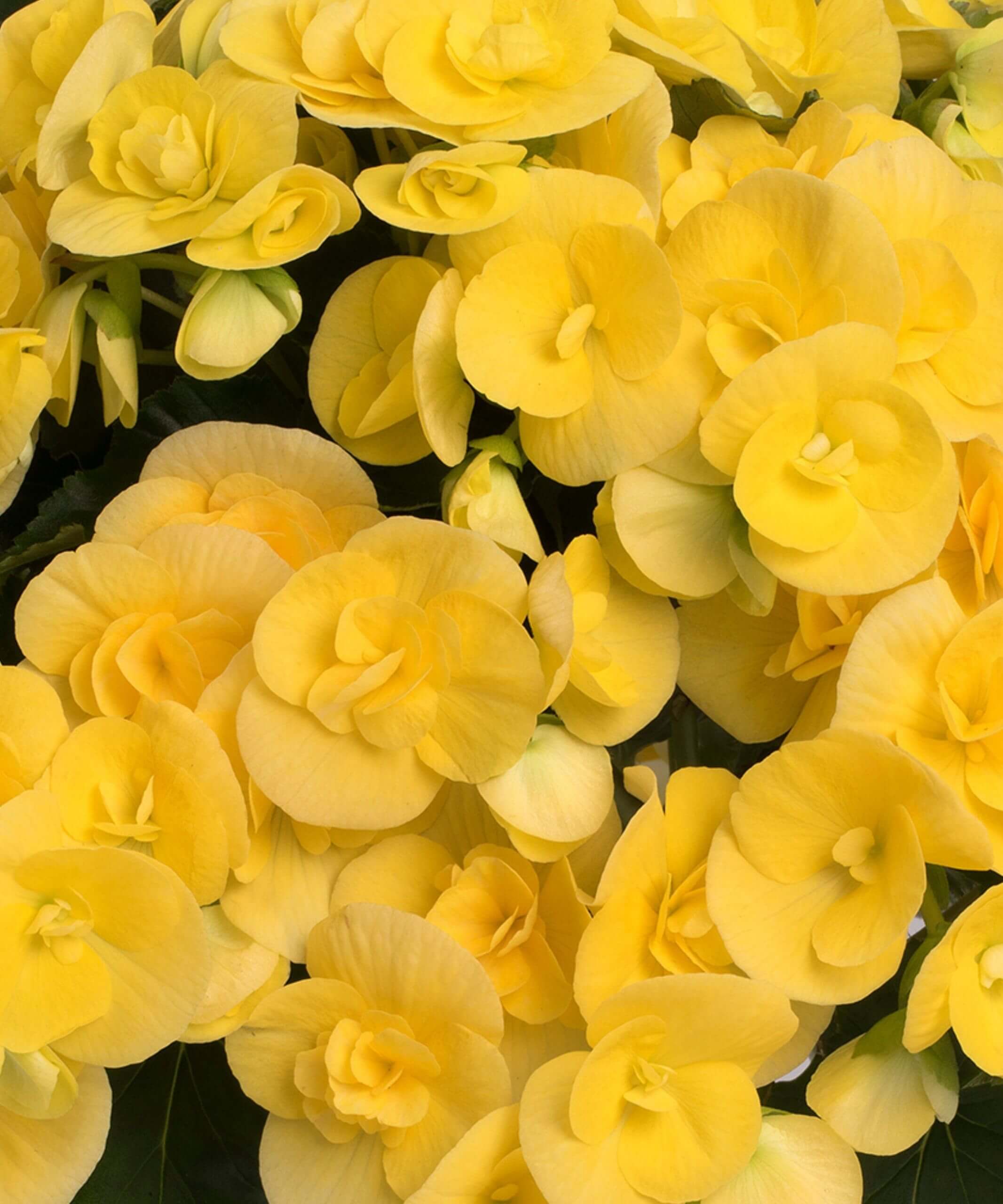 Begonia 'nonstop yellow' is an indefatigable bloomer continuously producing myriads of magnificent and huge, fully double flowers, up to 4 in. Yellow Begonia Purple Torenia And Sweet Potato Vine Combination Kit Care Guide Bloomscape