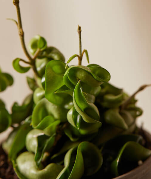 Hoya lacunosa 'eskimo' · 4. Why Is My Hoya Plant Not Blooming Bloomscape