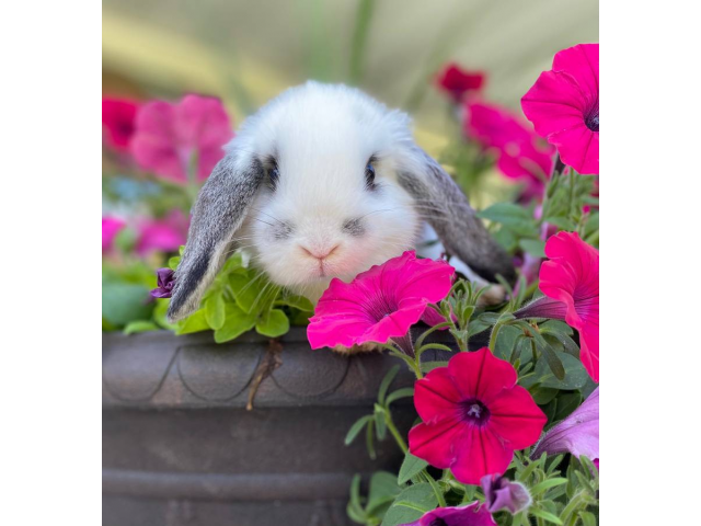 I raise holland lops and lionheads right here in the bay area. Two cute Holland lop bunnies Green Bay - Bunnies for sale