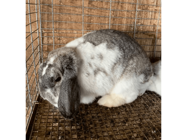 ​lots of lops rabbitry is located in the bay area of california. Two cute Holland lop bunnies Green Bay - Bunnies for sale