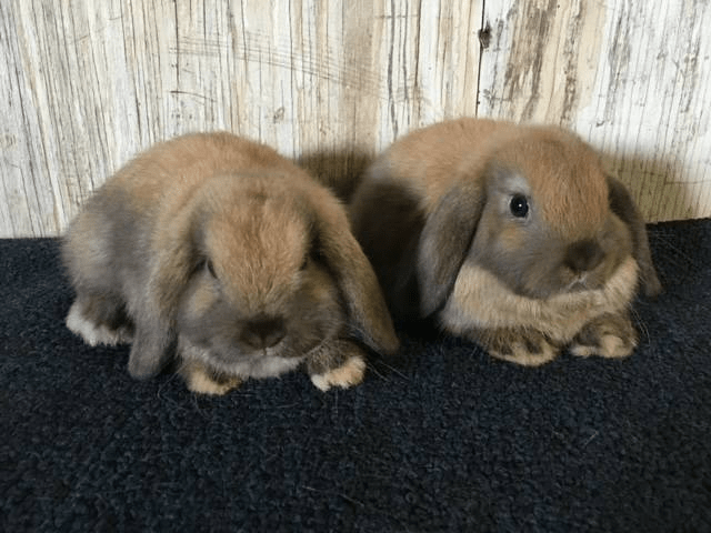 Holland lops rabbits for sale. 12 weeks old adorable Holland lop bunnies Huntsville