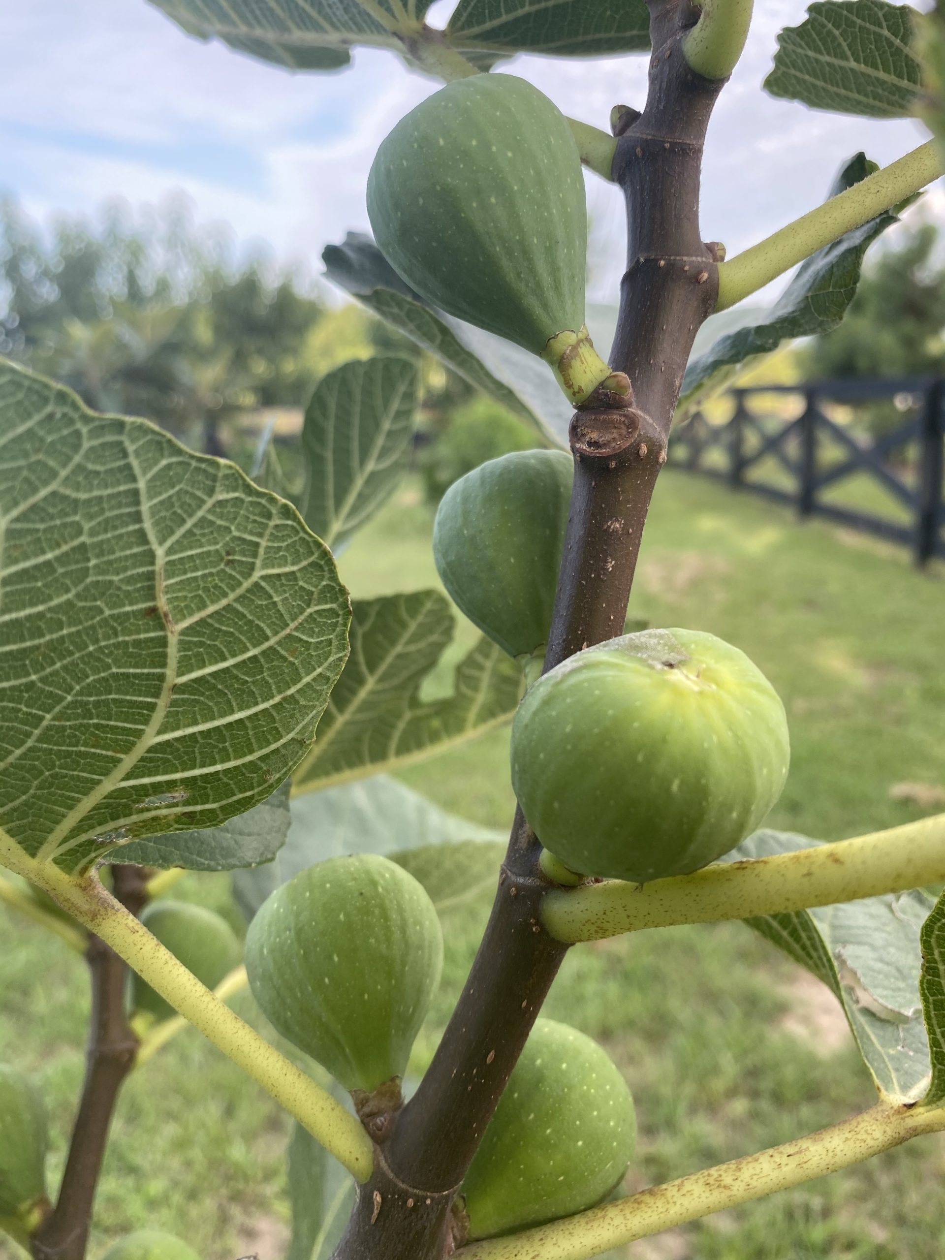 They can grow over 20 feet (6 m.) tall and should be planted about 10 to 18 feet . Ischia Fig Tree - Bob Wells Nursery - U.S. Shipping