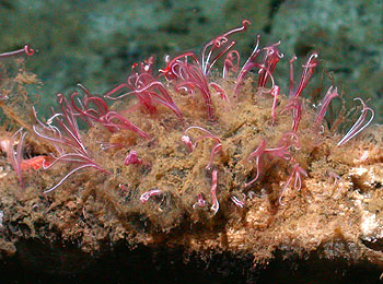 Die einzigen markanten unterschiede sind die neuen landvermesser und die größere anfangsfläche (spielbrett). BOGLEECH: Polychaete Worms!