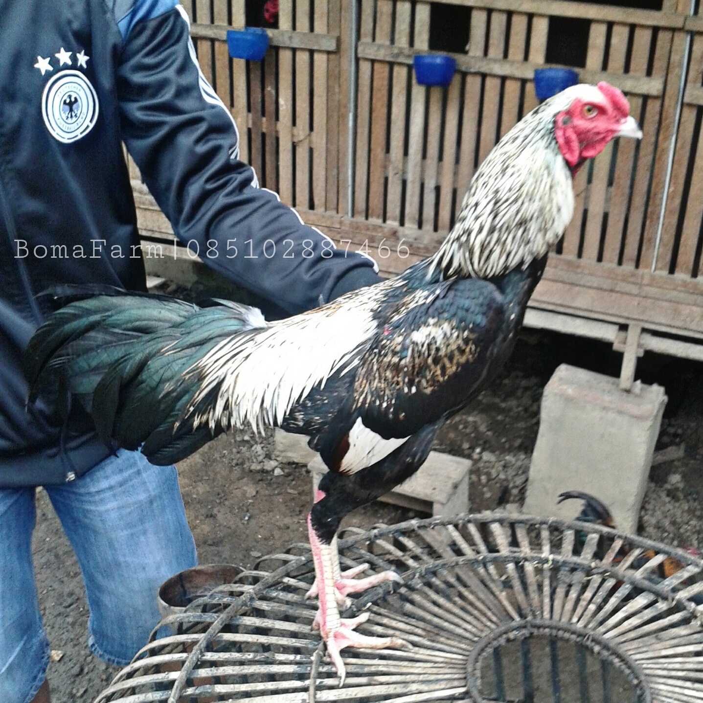 2.1 #1 bangkok super · 2.2 #2 birma · 2.3 #3 bangkok betina · 2.4 #4 ayam bangkok anakan · 2.5 #5 persilangan. Birma Usia 5 Bulan Peternak Ayam Bangkok Birma Bomafarm Bandung