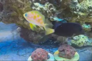 Borbonius Anthias and Gem Tang.