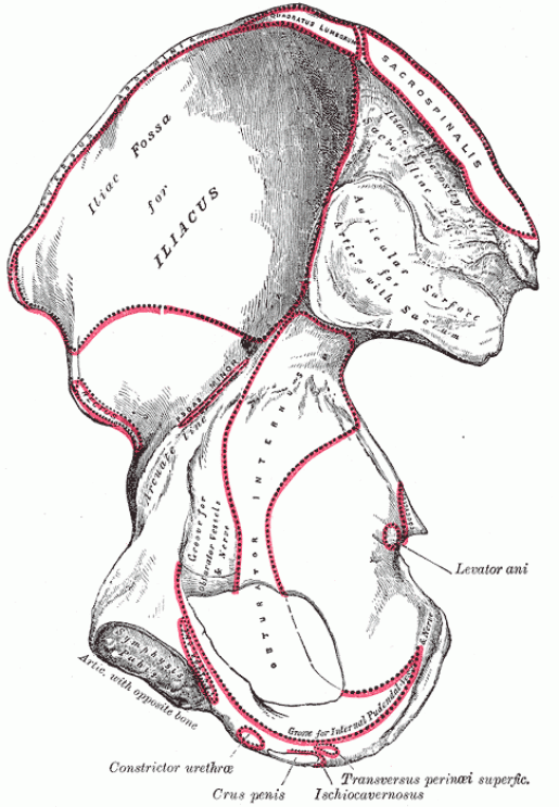 Hip bone Anatomy Bone and Spine