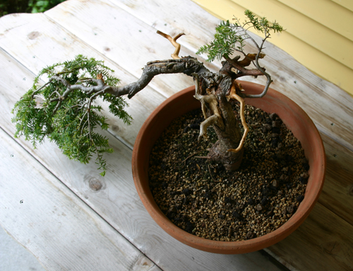 Die ursprünge der art tsuga canadensis sind in nordamerika zu finden. Field Growing 8 Old Cole S Hemlocks Bonsai Bark