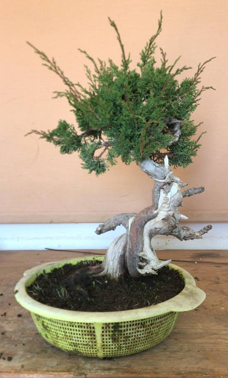 Bonsai Bark Promoting And Expanding The Bonsai Universe