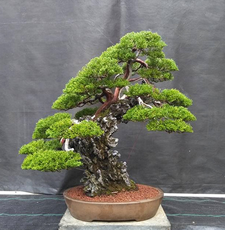 Eisei En Bjorn S Big Bonsai Weekend Bonsai Bark