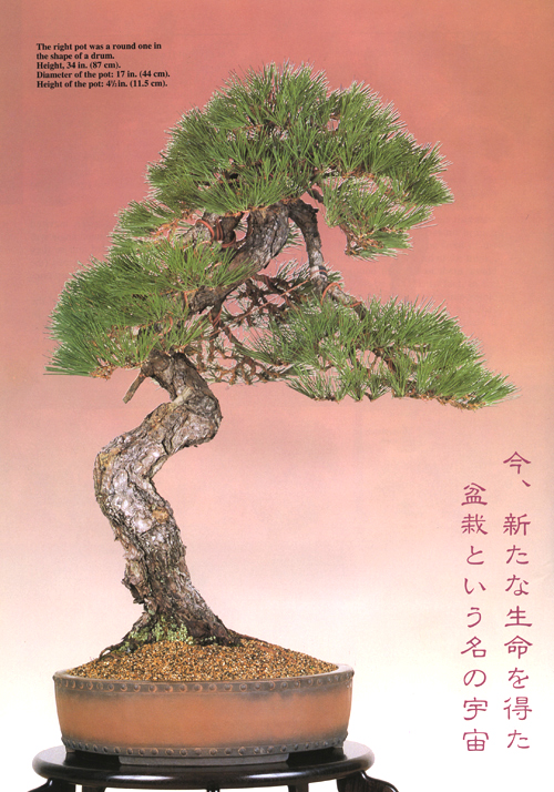 Bonsai Tree Bonsai Tree Rebalancing Restyling A Bunjin Pine