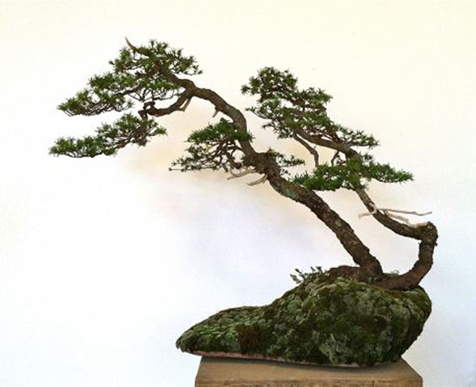 35 Ideas For Twin Trunk Hinoki Cypress Bonsai Pink Wool