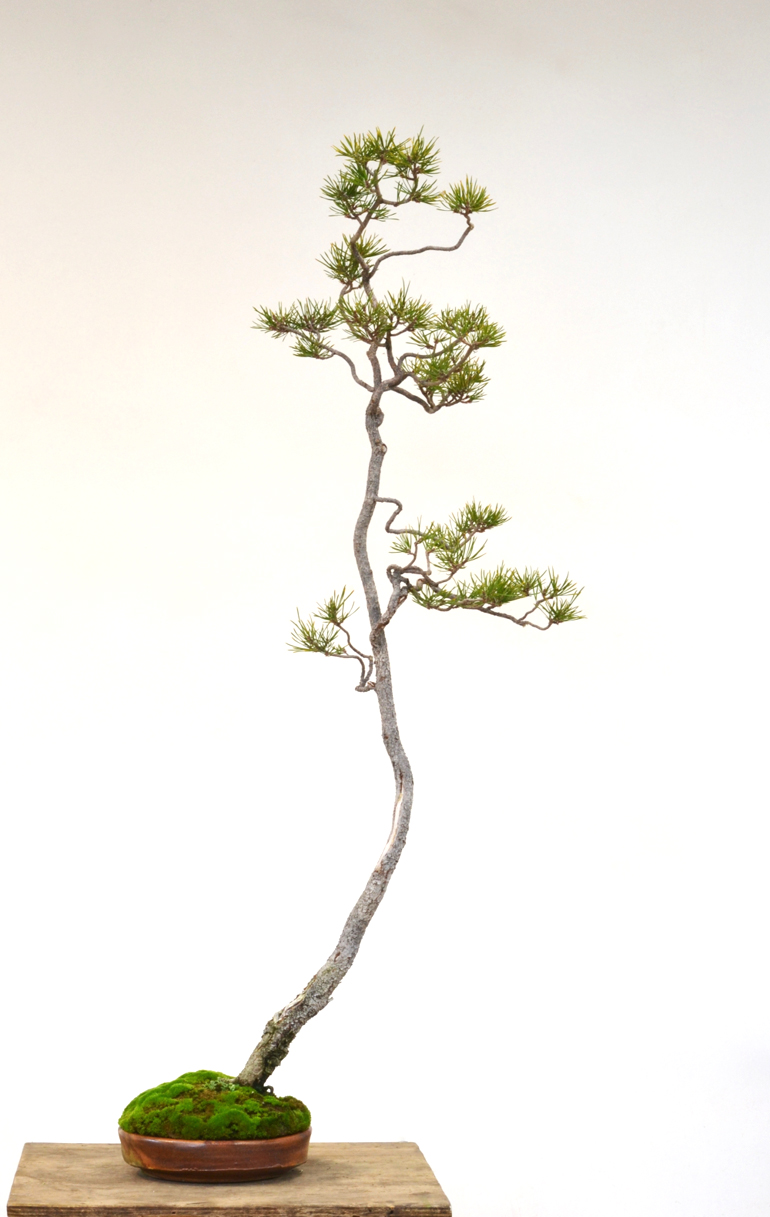 When Can You Call It Bunjin Bonsai Bark