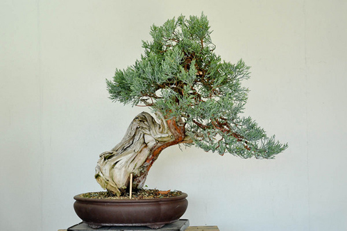 Chris vr / tripsavvy in terms of sheer distance, roatan in honduras is one of the closest caribbe. Bonsai Tree Bonsai Tree Daisaku Nomoto Before After