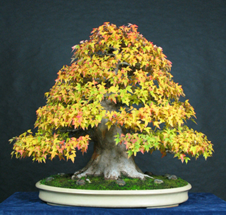 11.11.2021 · juniper bonsai require unique care including soil type, feeding, pruning, and wiring. Monster Trident Maple Bonsai in Full Fall Color | Bonsai Bark