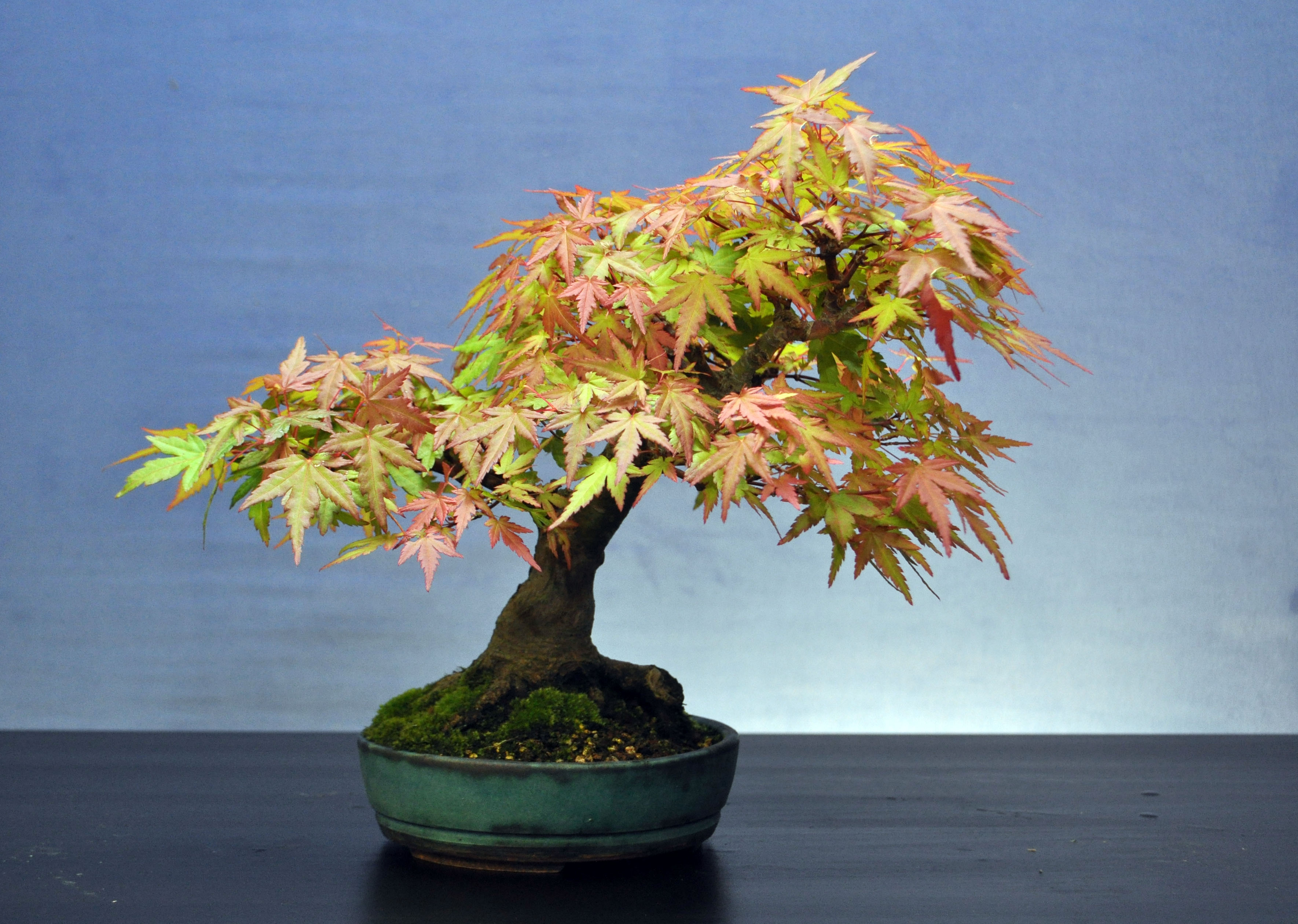 Maples Bonsai Eejit