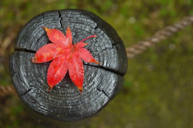 紅葉（モミジ）盆栽の育て方まとめ【動画で学ぼう】 – 盆栽Q