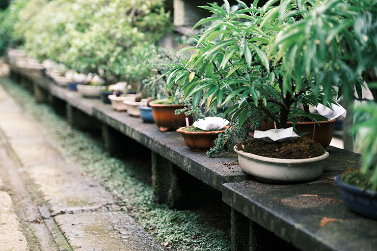 雑木盆栽大観 竹山房造 芙蓉園】雑木と寄植えの第一人者！四季を楽しめる盆栽園の紹介 – 盆栽Q