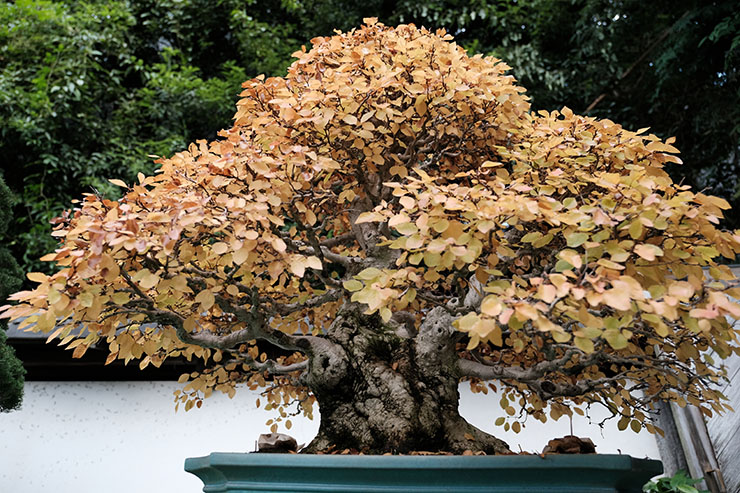 芙蓉園】雑木と寄植えの第一人者！四季を楽しめる盆栽園の紹介 – 盆栽Q