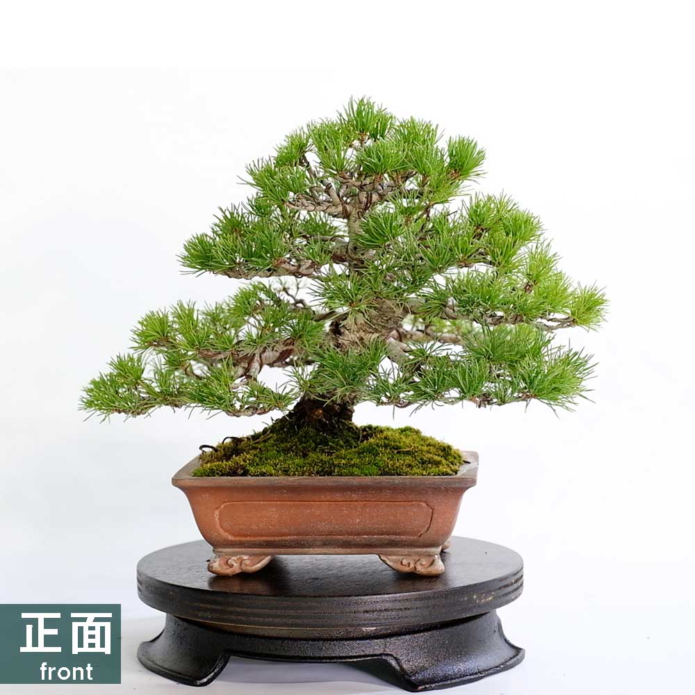 大品那須五葉松盆栽 10-3 大品那須五葉松盆栽 10-3