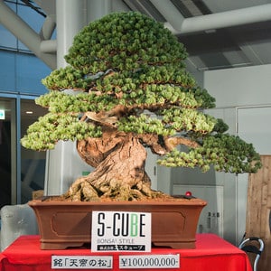 ∙ promo pengguna baru ∙ kurir instan ∙ bebas ongkir ∙ cicilan 0%. Million dollar bonsai - Bonsai Tonight