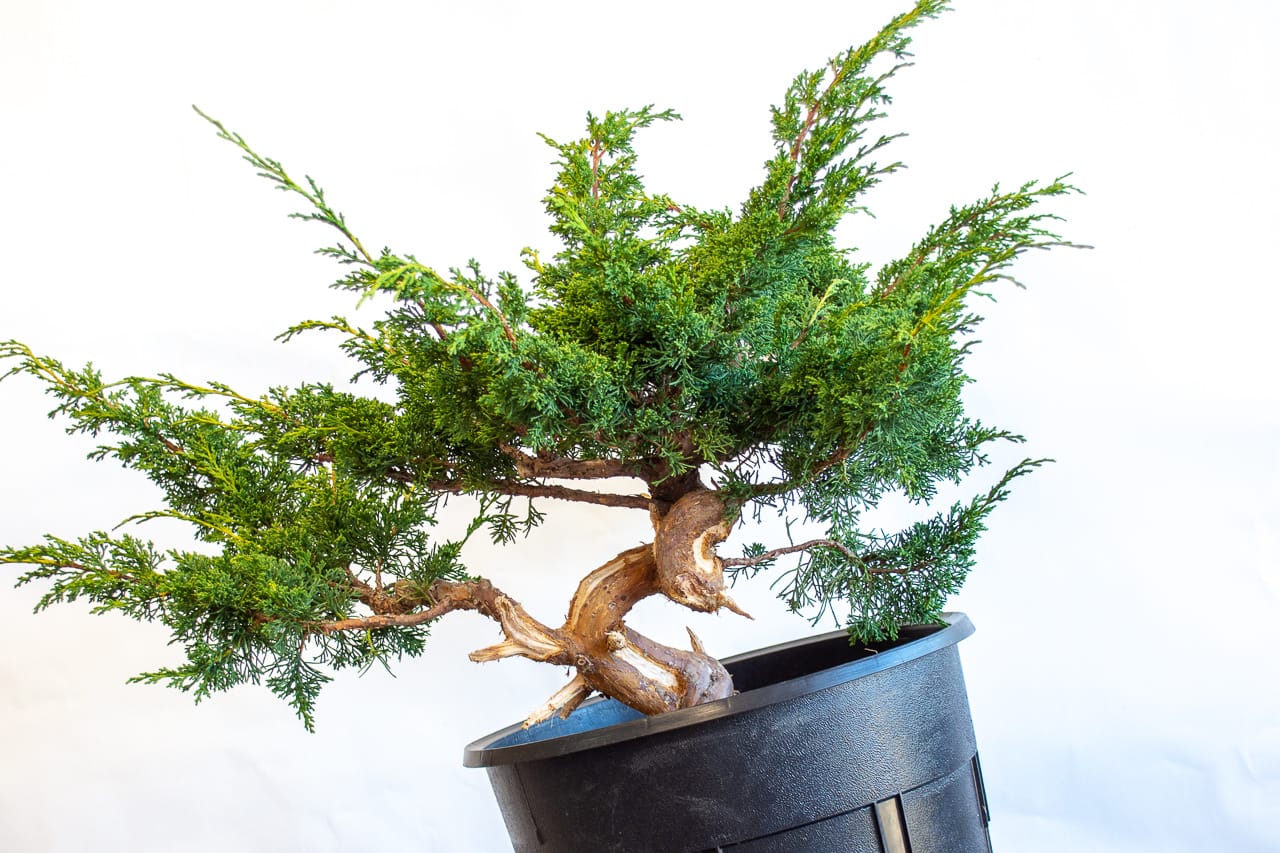 Carving Tips For Beginners Bonsai Tonight