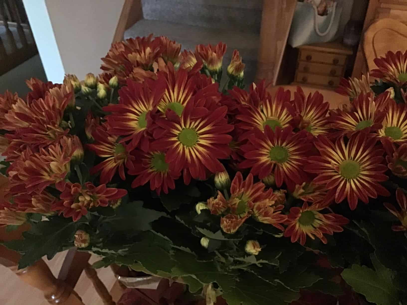 Fall Mums