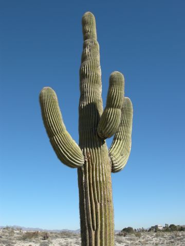 Shop at barons jewelers, california's premiere engagement ring, fashion jewelry, & fine watch store serving the san francisco bay area for over 50 years. shu(^^) Homepage, ãã³ã±ã¤ãã¥ã¦ (Carnegiea gigantea)